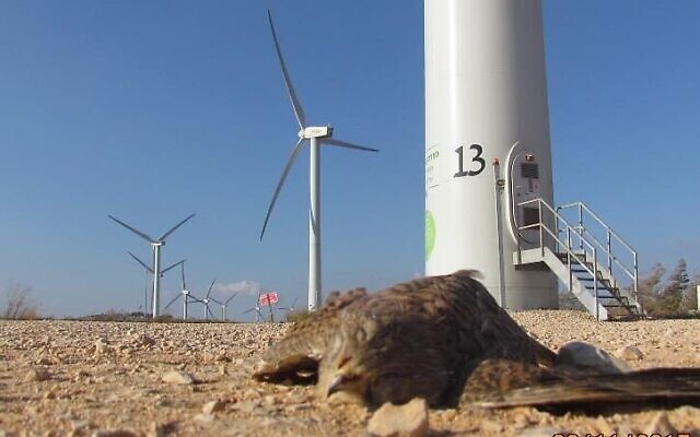Un faucon crécerelle mort au pied d'une turbine éolienne à Sirin, en 2017. (Crédit : Autorité de la nature et des parcs) Un faucon crécerelle mort au pied d'une turbine éolienne à Sirin, en 2017. (Crédit : Autorité de la nature et des parcs)