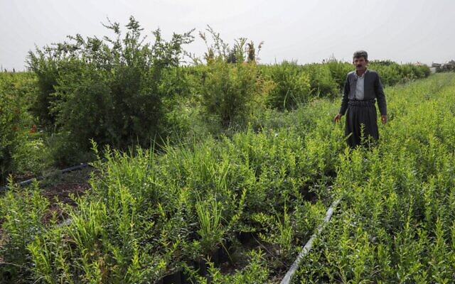 L'agriculteur kurde irakien Azad Mohammad, l'agriculteur modèle de Halabja, se tient dans un champ de sa ferme de produits frais biologiques près de la ville kurde irakienne de Halabja, à 300 km au nord-est de la capitale irakienne, le 6 juillet 2022. (Crédit : Safin HAMED / AFP) L'agriculteur kurde irakien Azad Mohammad, l'agriculteur modèle de Halabja, se tient dans un champ de sa ferme de produits frais biologiques près de la ville kurde irakienne de Halabja, à 300 km au nord-est de la capitale irakienne, le 6 juillet 2022. (Crédit : Safin HAMED / AFP)