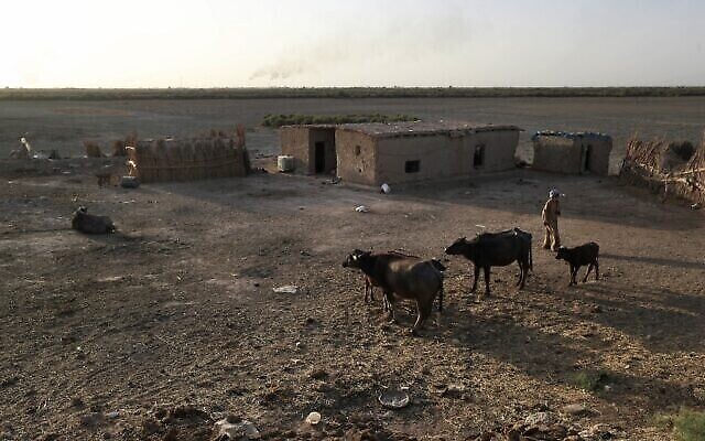 Un homme se tenant devant sa maison près de buffles d'eau dans le marais de Hawiza, près de la ville d'al-Amarah, dans le sud de l'Irak, le 27 juillet 2022. (Crédit : Ahmad Al-Rubaye/AFP)
