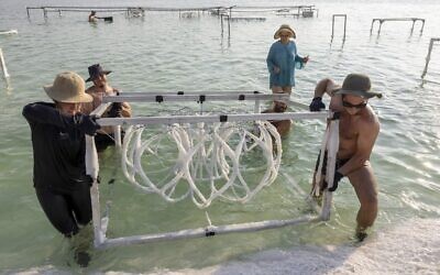 L'artiste israélienne multidisciplinaire Sigalit Landau  regarde des assistants retirer une de ses œuvres d'art de la mer Morte, après avoir été immergée dans l'eau salée de la station balnéaire Ein Bokek, le 2 août 2022. (Crédit 
: MENAHEM KAHANA / AFP)