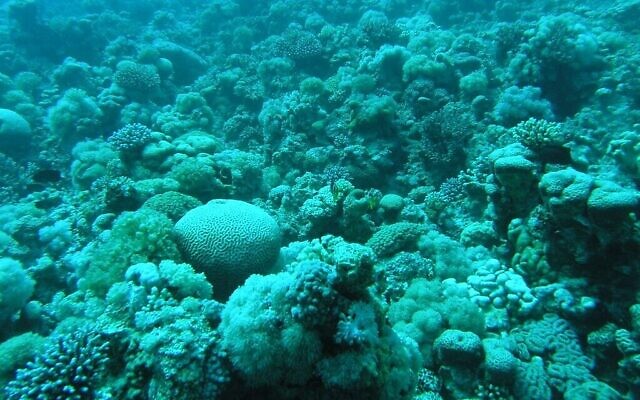 Une image du récif corallien dans le golfe d'Eilat. (Crédit : Dror Tzural/Ministère de l'Environnement) Une image du récif corallien dans le golfe d'Eilat. (Crédit : Dror Tzural/Ministère de l'Environnement)