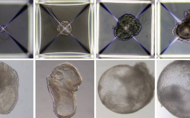 Un embryon synthétique de souris cultivé à l'Institut Weizmann des Sciences, photographié quotidiennement, du premier jour en haut à gauche, au huitième jour en bas à droite. (Crédit : Avec l'aimable autorisation de l'Institut Weizmann des Sciences) Un embryon synthétique de souris cultivé à l'Institut Weizmann des Sciences, photographié quotidiennement, du premier jour en haut à gauche, au huitième jour en bas à droite. (Crédit : Avec l'aimable autorisation de l'Institut Weizmann des Sciences)