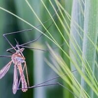 La maladie du Nil occidental est propagée par les oiseaux et transmise aux humains et aux animaux via les piqûres de moustiques. (Crédit : CC-BY 2.0 hofluk, Flickr)
