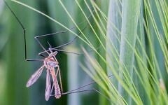 La maladie du Nil occidental est propagée par les oiseaux et transmise aux humains et aux animaux via les piqûres de moustiques. (Crédit : CC-BY 2.0 hofluk, Flickr)