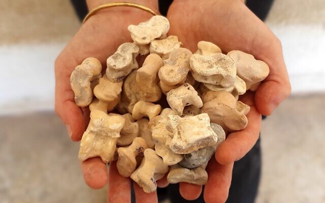 Une collection rare d'astragali datant de la période hellénistique. (Crédit : Yoli Schwartz/ IAA)