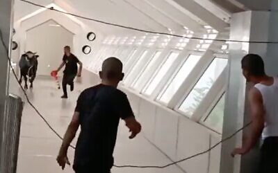 Capture d'écran d'une vidéo montrant un taureau à l'intérieur des bureaux de la banque Leumi de Lod, dans le centre du pays, le 22 août 2022. (Capture d'écran: Twitter)