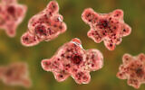 Illustration 3D de l'amibe infectieuse mangeuse de cerveau Naegleria fowleri. (Crédit : iStock)
