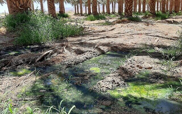 Illustration : Des moustiques infectés par le virus du Nil occidental découverts en 2020 dans une plantation de palmiers dattiers, à Eilat. (Crédit : Gal Zagron/Ministère de l’Environnement)