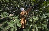 Un étudiant tunisien participe à la cueillette de figues dans la ville tunisienne de Djebba, au sud-ouest de la capitale Tunis, le 19 août 2022. (Crédit : FETHI BELAID / AFP)
