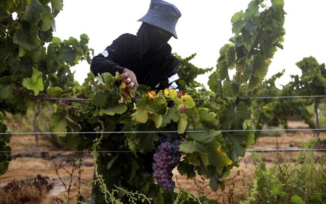 Un employé bédouin récolte des raisins de Grenache dans le vignoble des Pinto, près de la ville en développement de Yeruham, dans le désert du Néguev, au sud d'Israël, le 17 août 2022.(Crédit : MENAHEM KAHANA / AFP)