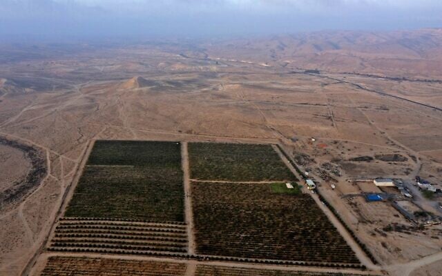 Cette photo prise le 17 août 2022 montre le vignoble des Pinto près de la ville en développement de Yeruham dans le désert du Néguev, au sud d'Israël. (Crédit : MENAHEM KAHANA / AFP)