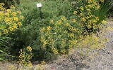 Ferula drudeana. (Crédit : Wikimedia Creative Commons)