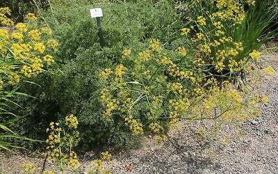 Ferula drudeana. (Crédit : Wikimedia Creative Commons)