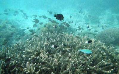 Illustration : Des poissons nagent près d'un corail blanchi dans le parc marin de Kisite Mpunguti, au Kenya, le 11 juin 2022. (Crédit : AP Photo/Brian Inganga)