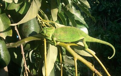 Un caméléon sur un avocatier (Autorisation : Milopri farmers)