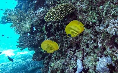 Des poissons nagent au large de la côte de Hurghada, station balnéaire de la mer Rouge, en Egypte, le 4 avril 2019. (Crédit : Mohamed el-Shahed / AFP)