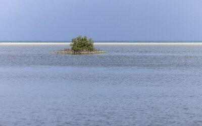 Une volée d'oiseaux vole au-dessus d'une forêt de mangroves sur le site d'un projet de reboisement de mangroves parrainé par l'État dans la région de Hamata au sud de Marsa Alam, le long de la côte sud de la mer Rouge égyptienne, le 16 septembre 2022.(Crédit : Khaled DESOUKI / AFP)