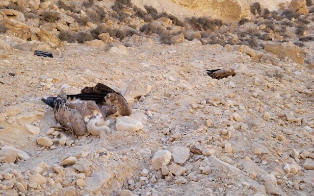 La carcasse d'un vautour fauve retrouvée dans le sud d'Israël, le 14 octobre 2022. (Crédit : Autorité israélienne de la nature et des parcs) La carcasse d'un vautour fauve retrouvée dans le sud d'Israël, le 14 octobre 2022. (Crédit : Autorité israélienne de la nature et des parcs)