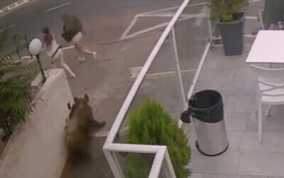 Deux jeunes filles chargées par un sanglier à Haïfa, une ville du nord d'Israël, le 12 octobre 2022. (Capture d'écran : Twitter/ Used in accordance with clause 27a of the Copyright Law)