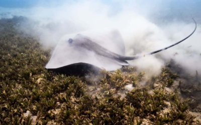 Une raie rose observée au large d'Eilat, le 2 octobre 2022. (Crédit : Omri Amosi/Autorité israélienne de la nature et des parcs)