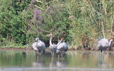 Les premières grues migratrices sont arrivées au parc du lac Hula, dans le nord d’Israël, le 11 octobre 2022. (Crédit : Inbar Shlomit Rubin, KKL)