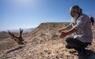 Un vautour fauve libéré dans la nature sur le haut-plateau du Neguev dans le sud d'Israël, après avoir été identifié et équipé d'un émetteur radio. (Crédit :  Yuval Dax, INPA)