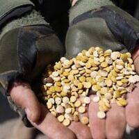 Illustration. Des combattants affiliés au groupe rebelle syrien Hayat Tahrir al-Sham (HTS) montrant des drogues saisies précédemment à un poste de contrôle qu'ils contrôlent à Daret Ezza, dans la campagne occidentale de la province d'Alep, le 10 avril 2022. (Crédit : Omar Haj Kadour/AFP)