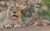 Deux lionceaux nouveau-nés à côté de leur mère, au zoo biblique de Jérusalem, le 3 novembre 2022. (Crédit : Guy Kashi/Zoo biblique de Jérusalem)
