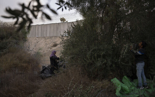 Illustration: Les agriculteurs palestiniens récoltent des olives à côté de la barrière de séparation israélienne après que l’armée israélienne leur ait permis de passer du village cisjordanien de Beit Awwa à leurs terres près de la communauté israélienne de Shekef, le 26 octobre 2022. (Crédit : Oded Balilty/AP)