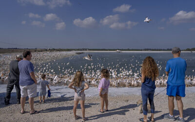  Des gens regardant des grands pélicans blancs dans le réservoir d'eau de Mishmar HaSharon, dans la vallée de Hefer, en Israël, le 4 novembre 2022. (Crédit : Oded Balilty/AP)