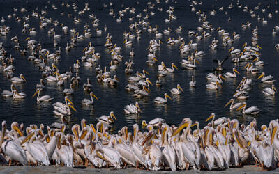De grands pélicans blancs nageant dans un réservoir d'eau à Mishmar HaSharon, dans la vallée de Hefer, en Israël, le 4 novembre 2022. (Crédit : Oded Balilty/AP)