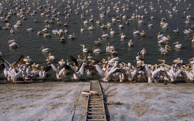  De grands pélicans blancs nageant dans un réservoir d'eau à Mishmar HaSharon dans la vallée de Hefer, le 4 novembre 2022. (Crédit : Oded Balilty/AP)