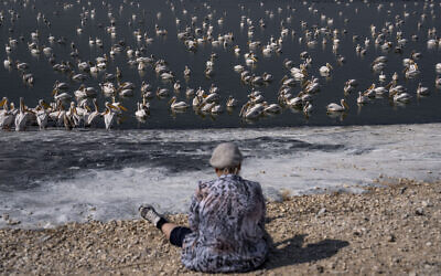 Une femme regardant des grands pélicans blancs nager dans le réservoir d'eau de Mishmar HaSharon, dans la vallée de Hefer, le 4 novembre 2022. (Crédit : Oded Balilty/AP)