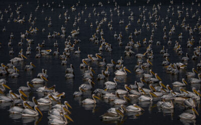 Des grands pélicans blancs nageant dans un réservoir d'eau à Mishmar HaSharon, dans la vallée de Hefer, en Israël, le 4 novembre 2022. (Crédit : Oded Balilty/AP)