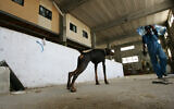 Illustration : Un chien regardant un homme transportant des réservoirs d'eau dans une maison de la ville de Hébron, le 7 août 2008. (Crédit : Kobi Gideon/FLASH90)
