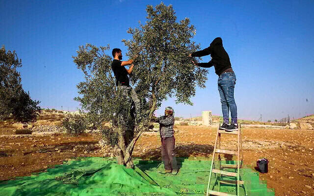 Des agriculteurs palestiniens récoltent les olives après des affrontements entre agriculteurs, militants et résidents d'implantations israéliens dans le village de Tawanah, en Cisjordanie, près de la ville de Hébron, 22 octobre 2022. (Crédit : Wisam Hashlamoun/Flash90) Des agriculteurs palestiniens récoltent les olives après des affrontements entre agriculteurs, militants et résidents d'implantations israéliens dans le village de Tawanah, en Cisjordanie, près de la ville de Hébron, 22 octobre 2022. (Crédit : Wisam Hashlamoun/Flash90)