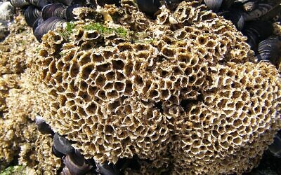 Pseudorécif d'hermelles, au Portugal. (Crédit : Wikimedia)