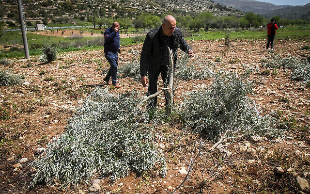 Illustration : Des agriculteurs palestiniens inspectant les dégâts causés à leurs oliviers qui ont été abattus par des assaillants, dans le village d'al-Lubban al-Sharqiah, près de Naplouse, en Cisjordanie, le 30 mars 2022. (Crédit : Nasser Ishtayeh/Flash90)