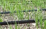 Des rizières irriguées au goutte-à-goutte en Turquie. (Crédit : Netafim)