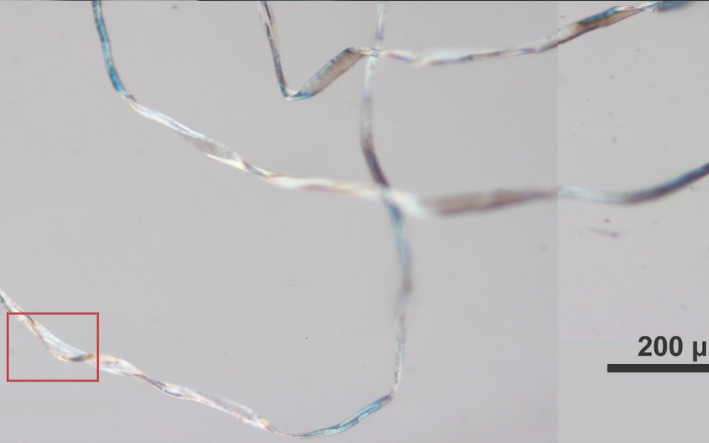 Des restes microscopiques de coton qui ont été découverts à Tel Tsaf, à l'aide d'une analyse de micro-vestiges. (Autorisation :  Université de Haïfa)