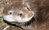 Une loutre européenne. (Crédit : Ezra Haddad, INPA)
