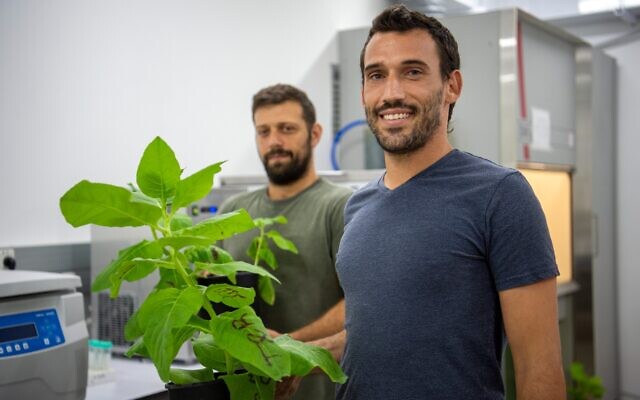Les fondateurs de Pigmentum, Tal Lutzky et Amir Tyroler, présentent de la laitue utilisée pour produire des protéines de lait sans animaux. (Crédit : Autorisation) Les fondateurs de Pigmentum, Tal Lutzky et Amir Tyroler, présentent de la laitue utilisée pour produire des protéines de lait sans animaux. (Crédit : Autorisation)