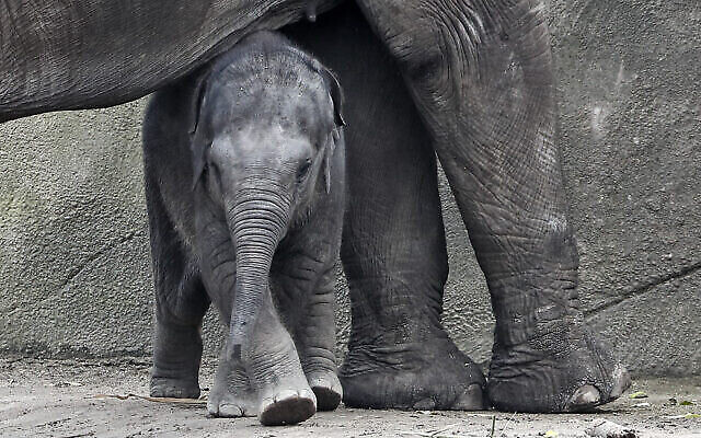llustration : Un éléphanteau âgé de trois mois nommé Leev Ma Rie, sous sa mère au zoo de Cologne, en Allemagne, le 1er octobre 2020. (Crédit : AP Photo/Martin Meissner) llustration : Un éléphanteau âgé de trois mois nommé Leev Ma Rie, sous sa mère au zoo de Cologne, en Allemagne, le 1er octobre 2020. (Crédit : AP Photo/Martin Meissner)