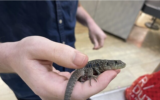 Un petit lézard, introduit clandestinement en Israël depuis la Hongrie par un jeune Israélien, saisi lors d'une opération à l'aéroport Ben Gurion, en janvier 2023. (Crédit : Porte-parole du ministère de l'Agriculture et du Développement rural)