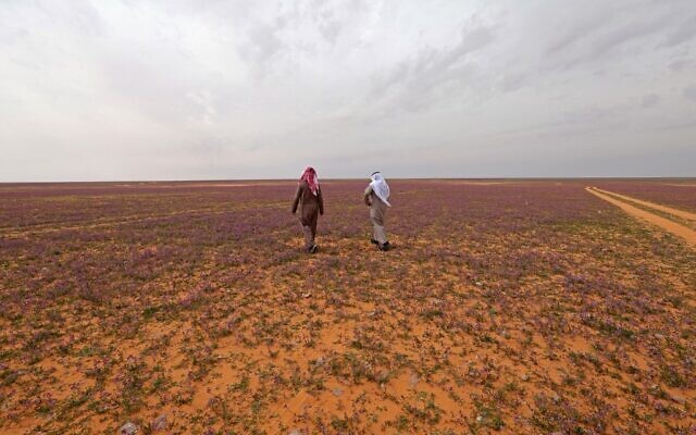 Deux hommes marchent dans un champ couvert de fleurs de couleur lavande dans la ville de Rafha, près de la frontière avec l'Irak, le 13 février 2023. (Crédit : Fayez Nureldine / AFP)