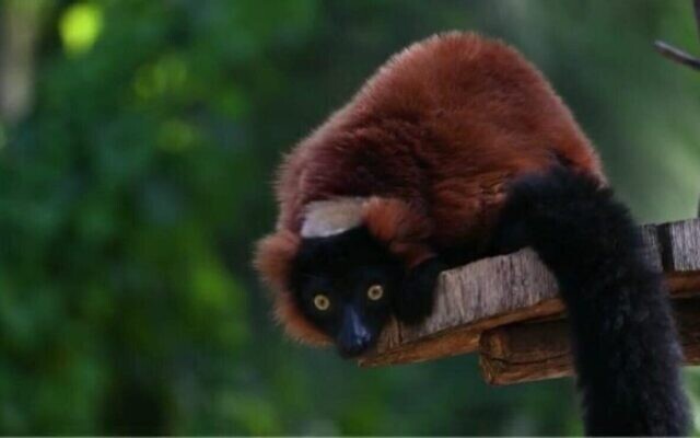 Sai, un lémurien à collier rouge de 5 ans, qui s'est échappé de son enclos au Safari de Ramat Gan, dans le centre d'Israël, le 14 février 2023. (Crédit : Porte-parole du Ramat Gan Safari) Sai, un lémurien à collier rouge de 5 ans, qui s'est échappé de son enclos au Safari de Ramat Gan, dans le centre d'Israël, le 14 février 2023. (Crédit : Porte-parole du Ramat Gan Safari)