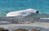Un rorqual commun mort qui s'est échoué sur une zone militaire fermée près de la plage de Zikim, sur la côte méditerranéenne sud d'Israël, le 20 février 2023. (Crédit : Kobi Sofer/Autorité israélienne de la nature et des parcs)