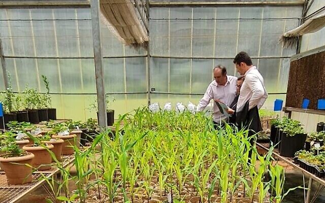 Semis de maïs traités avec le fertilisant bio NFT de Grace Breeding, Université de Londrina, Brésil, le 5 novembre 2022. (Crédit : Assaf Dotan) Semis de maïs traités avec le fertilisant bio NFT de Grace Breeding, Université de Londrina, Brésil, le 5 novembre 2022. (Crédit : Assaf Dotan)