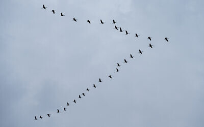 Un vol de grues au-dessus de la clôture frontalière entre Israël et la Syrie sur le plateau du Golan, dans le nord d'Israël, le 14 décembre 2022. (Crédit : Michael Giladi/Flash90)