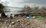 Un arbre qui s'est effondré près du kibboutz Ein Gev sur le lac de Tibériade, blessant modérément une jeune femme de 18 ans (Crédit : Magen David Adom, photo distribuée)